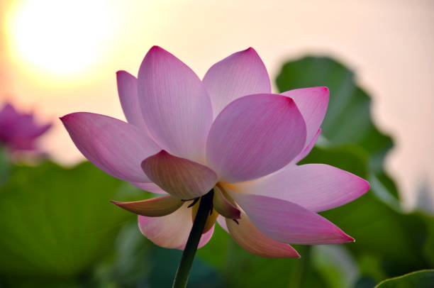 istock Blossom lotus flowers 643630854