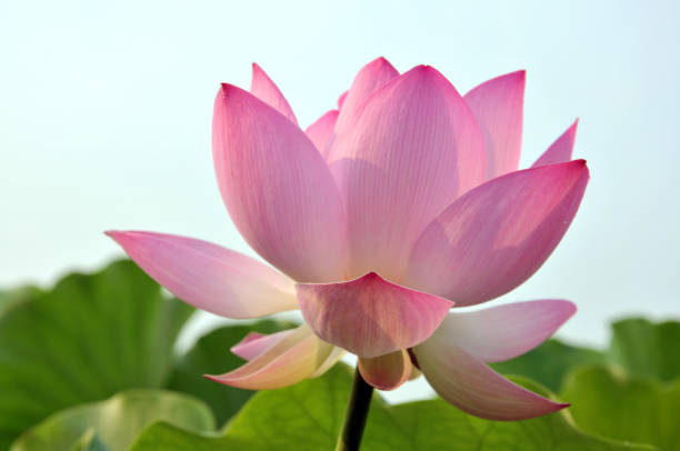 istock Blossom lotus flowers 643630872