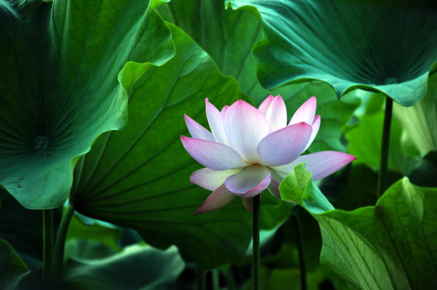 istock Blossom lotus flowers 643630898