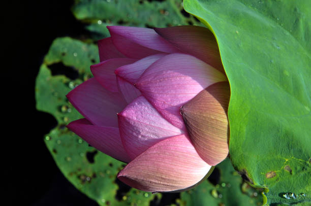 istock Blossom lotus flowers 643631000