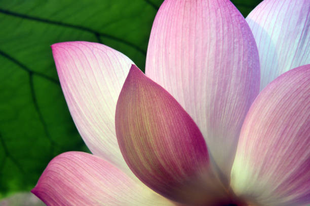 istock Blossom lotus flowers 643631142