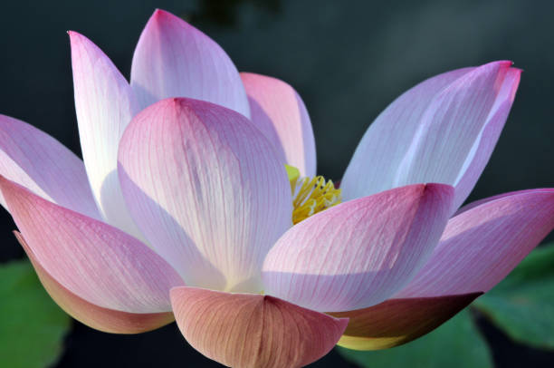 istock Blossom lotus flowers 643631208