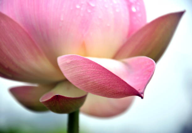 istock Blossom lotus flowers 643631340