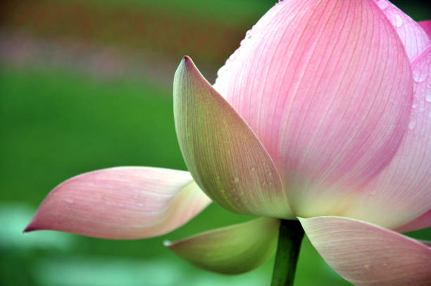 istock Blossom lotus flowers 643631342