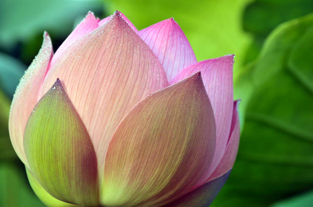 istock Blossom lotus flowers 643631506