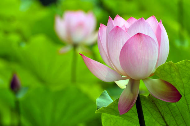 istock Blossom lotus flowers 643631560