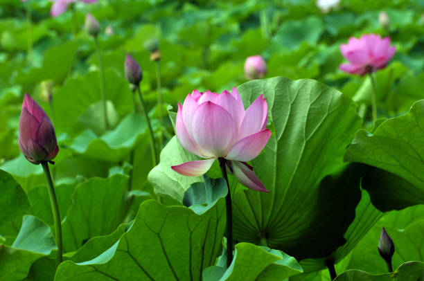 istock Blossom lotus flowers 643631566