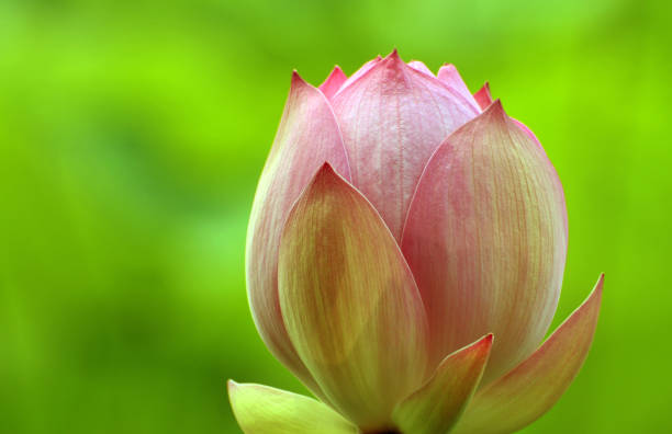 istock Blossom lotus flowers 643631604