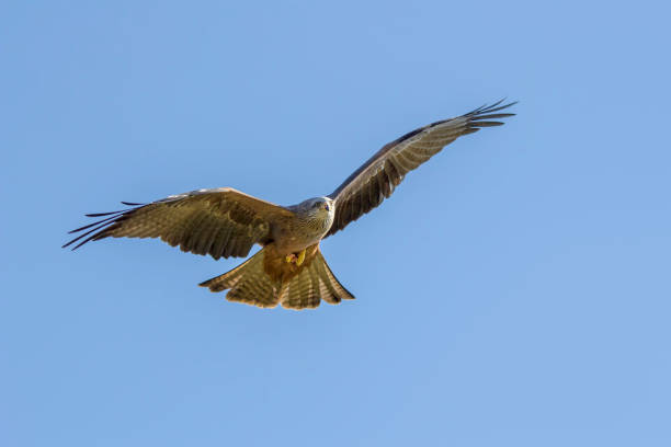 istock Bird of prey flying 643632074
