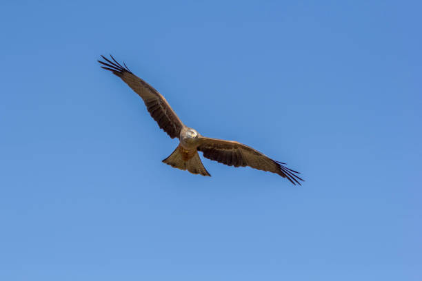 istock Adult male red kite (Milvus milvus) in flight 643632108