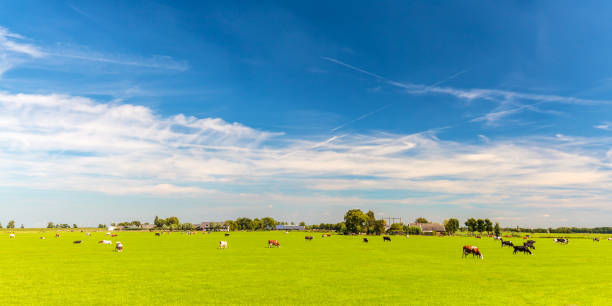 Meadow with cows next to a forest with a ditch in Springtime near Heiloo, Netherlands