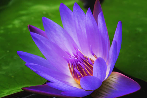 istock Closeup purple waterlily 643640592