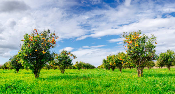 orange trees plantations orange trees plantations. Beauty world. Sicily Italy Europe grove stock pictures, royalty-free photos & images