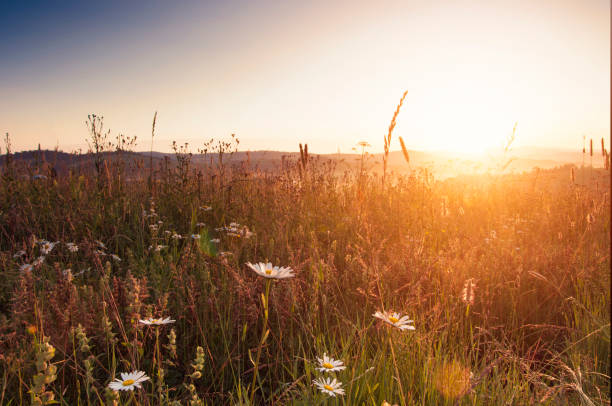 istock Mountain meadow chamomile in sunny day 643641310