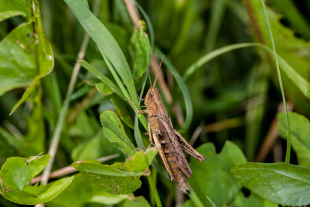 istock grasshopper sitting on the grass, picturee from above 643641402