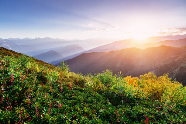 istock Blooming rhododendron flowers in Caucasus mountains. Upper Svane 643644210