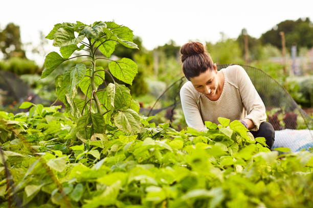 istock Making sure her vegetables are growing perfectly 643644598