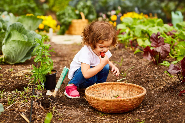 She's already got a green thumb Shot of a cute little girl crouching in an organic garden eating strawberries from a basket baby squatting stock pictures, royalty-free photos & images