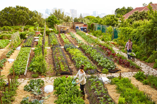 Managing their urban garden Shot of a mature couple working in their organic couple community garden stock pictures, royalty-free photos & images