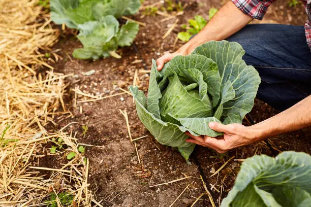 Closeup shot of a man looking at cabbage growing in his organic garden