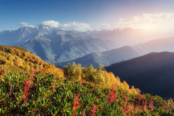 istock Blooming rhododendron flowers in Caucasus mountains. Upper Svane 643647700