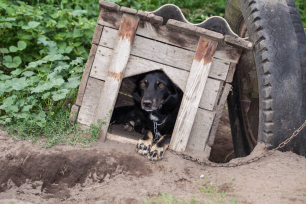 istock frightened dog sitting in the kennel 643650932