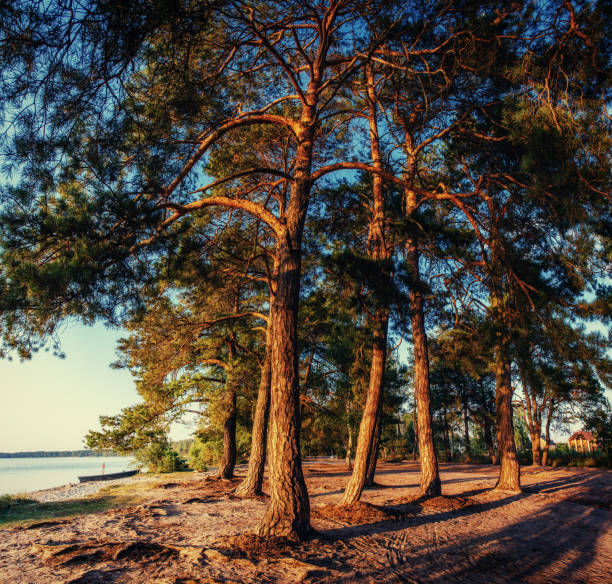 pine tree in the sand on the beach.