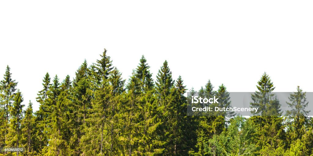 Fila de árboles de pino de Navidad Aislado en blanco - Foto de stock de Bosque libre de derechos