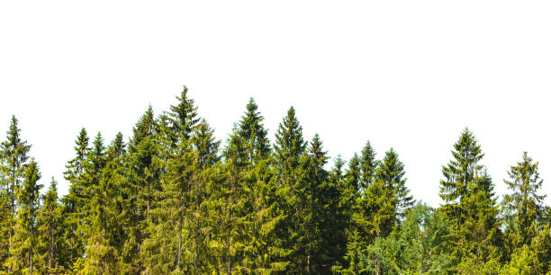 Row of Christmas pine trees isolated on white