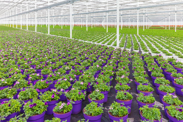 Rows of purple blooming violas in pots in a Dutch greenhouse