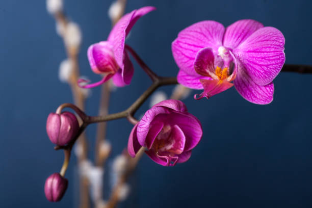 istock Pink streaked orchid flower, 643656276