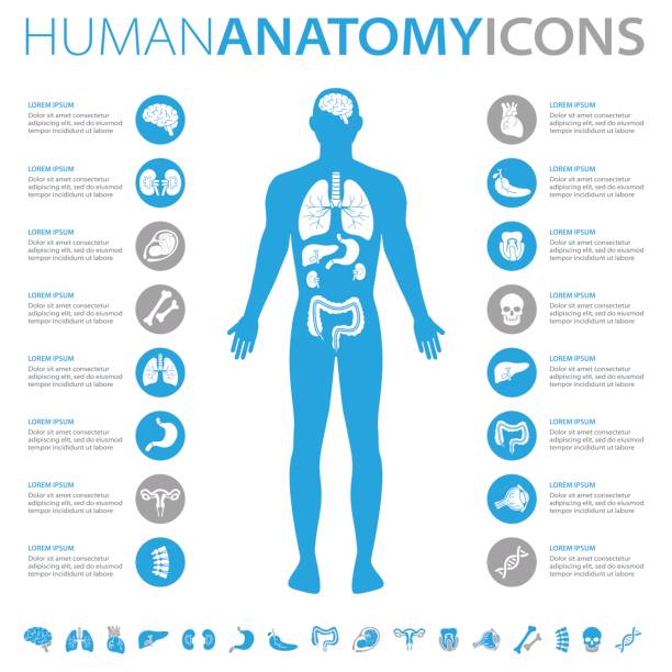 휴머니즘 구조 아이콘 - 신체 부분 stock illustrations