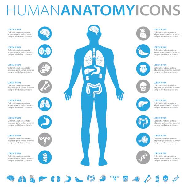 Human Anatomy Icons Medical infographics collection, charts, symbols, graphic vector elements the human body stock illustrations