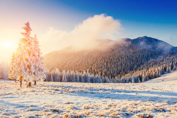 istock magical winter snow covered tree. Sunset in the Carpathians. Ukr 643663010