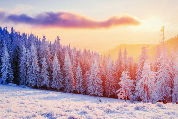 istock magical winter snow covered tree. Sunset in the Carpathians. Ukr 643663076