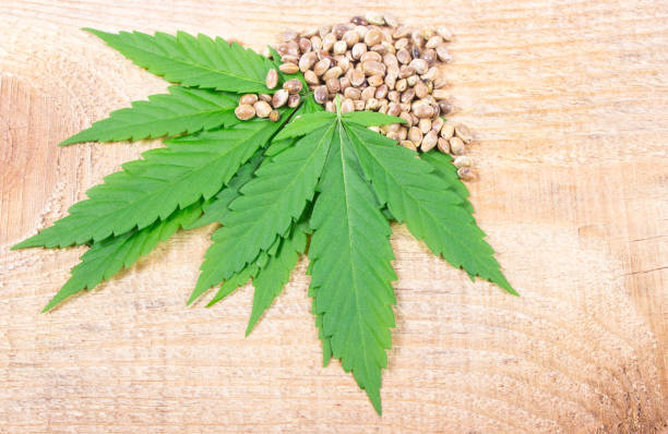 istock Cannabis leaf and seeds on wooden table. Close Up. 643663216