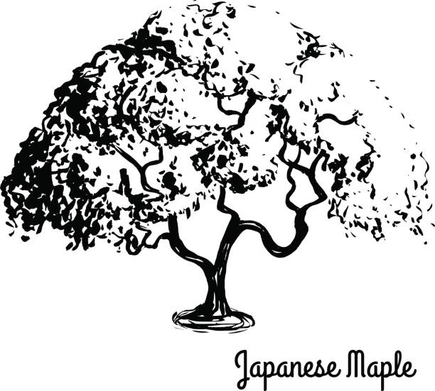 Sketch tree illustration Vector sketch illustration. Black silhouette of Japanese Maple isolated on white background. Palmate maple, native to Japan, China, Korea, Mongolia and Russia. Bonsai Japanese Maple stock illustrations