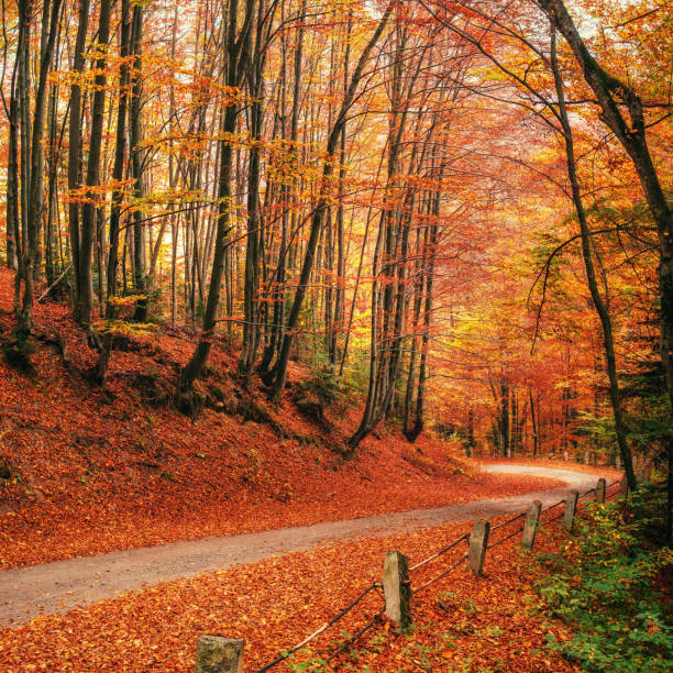 istock Autumn alley. Golden 643666472