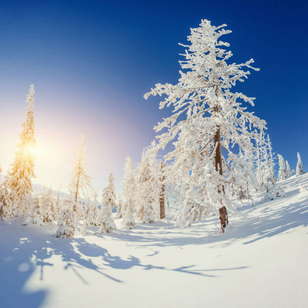 istock The sun's rays make their way through the snow-covered spruce in 643669282