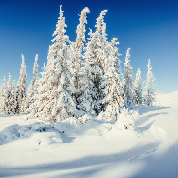 istock Fantastic winter landscape and tree in hoarfrost. In anticipatio 643669372