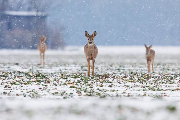 Three roe deers walking straight in direction of camera, snowing