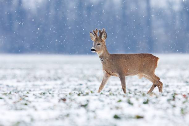 Young roe deer buck walking across field while it snows