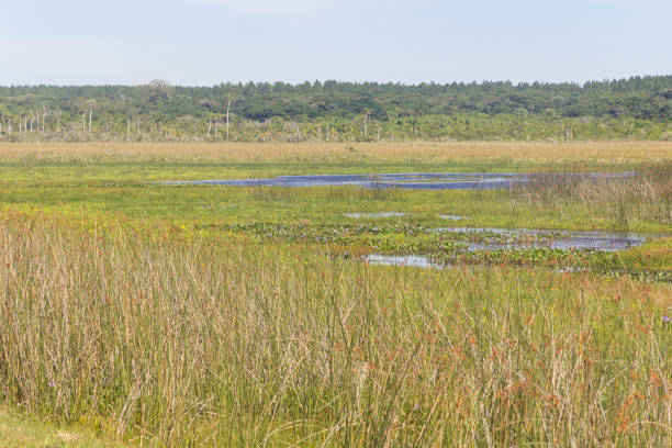 istock Swamp at Lagoa do Peixe lake 643680376