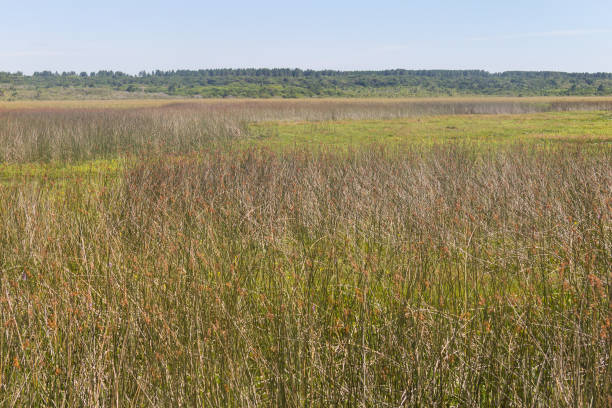istock Swamp at Lagoa do Peixe lake 643682448