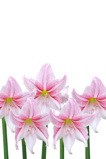 Pink lily flowers isolated on white background. stock photo