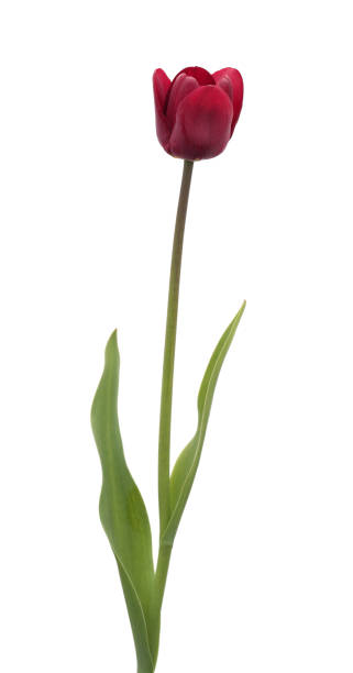 istock Burgundy tulip flower 643686220