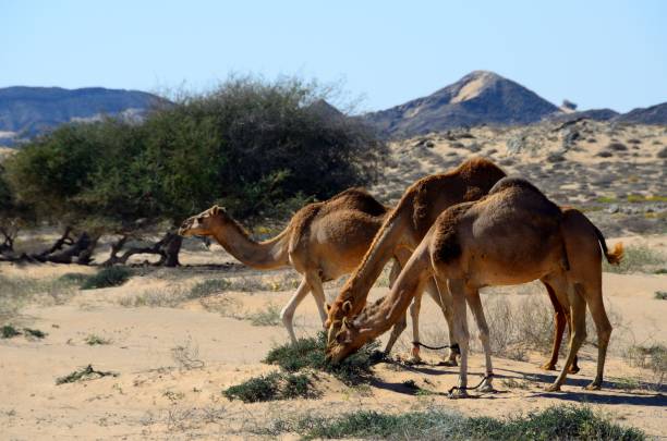 istock Sharquiya Sands, Oman 643686636