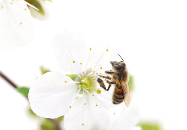 istock Honeybee and white flowers 643686812