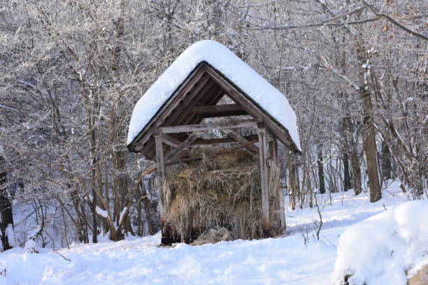 istock Fodder rack with hay for deer in winter 643687112