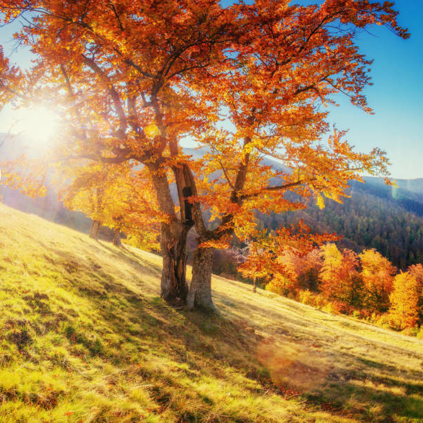 istock birch forest in sunny afternoon while autumn season 643690208